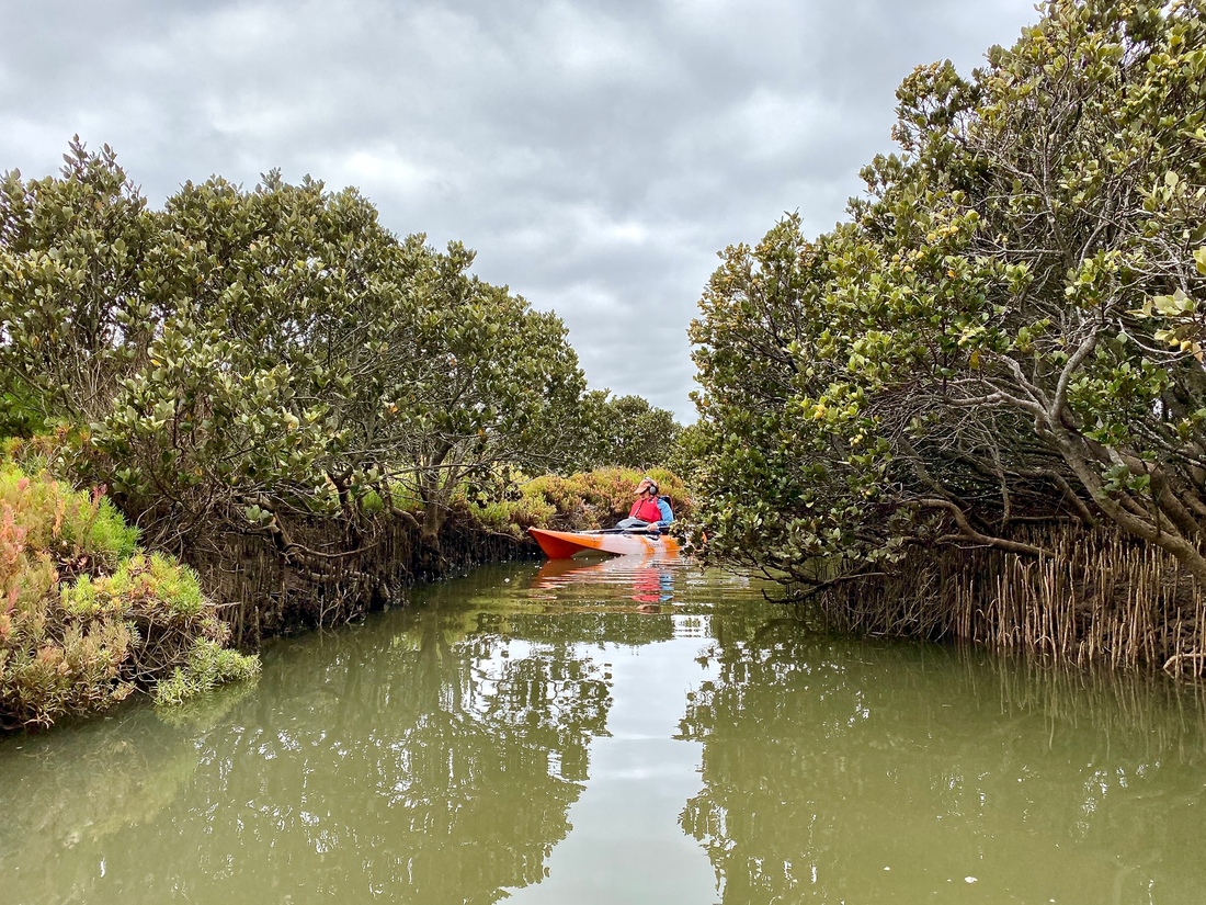 Ros Bandt in the Mangroves – photo: Vicki Hallett