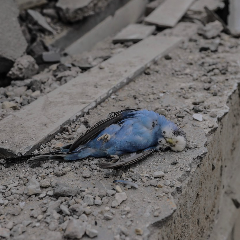 A dead bird on the rubble of a family home in the city of Khan Yunis. Photo: Belal Khaled, AA